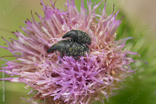 Closeup on a copulating male and female Turbine Cylindrical Weevil, Larinus tubinatus in a purple thistle flower photo