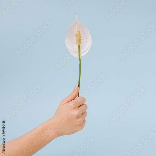 A female hand holds a beautiful white flower on a blue background..Concept layout. photo