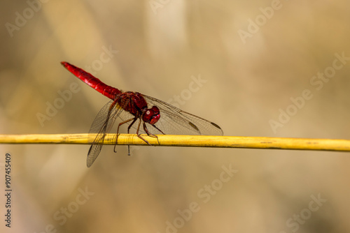 a red dragonfly (crocothemis servillia) perched on dry grass photo