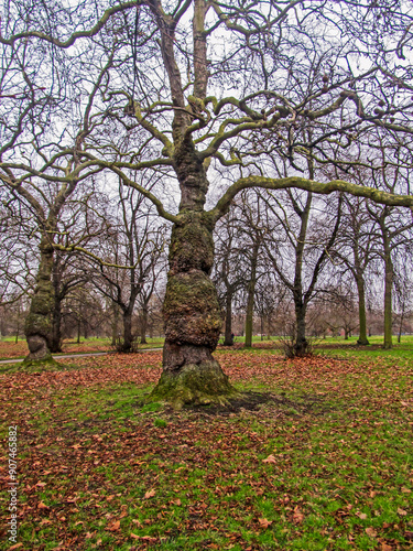 A park in Southern England in winter, filled by bare trees, in winter surrounded by brown autumn. photo