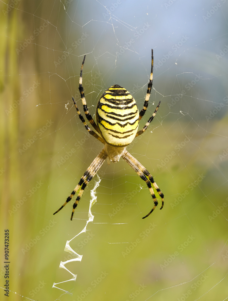 Wespenspinne (Argiope bruennichi) Wespenspinne (Argiope bruennichi)