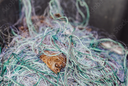 Fresh Flounder Caught in Nets: Fishing on Saaremaa Island