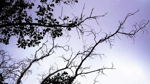 dry and green branches of peepal tree or Ficus religiosa, dry and green branches of a tree in pleasant season. photo