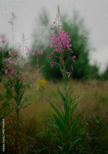 Fireweed (Chamerion angustifolium) is a vibrant wildflower that thrives in forested areas. Known for its tall, slender stalks and bright pinkish-purple flowers