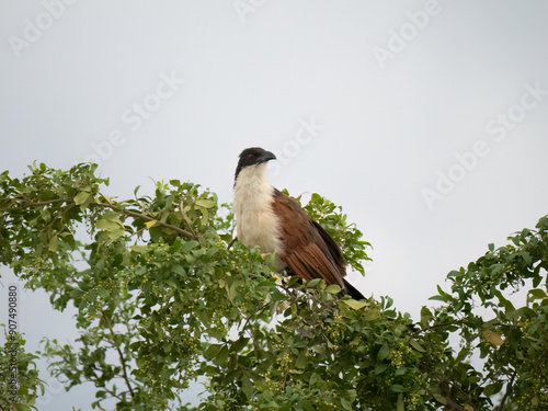 Jakobinerkuckuck (Clamator jacobinus) photo