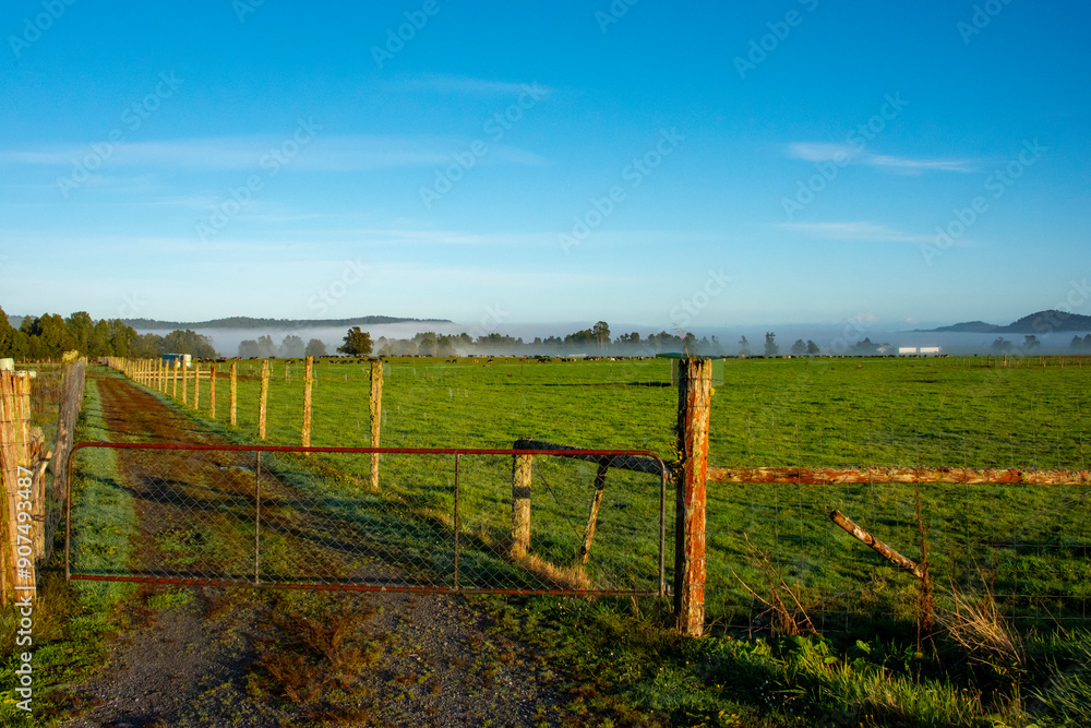 Cattle Pasture in West Coast Region - New Zealand Cattle Pasture in West Coast Region - New Zealand