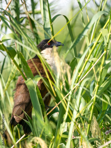 Jakobinerkuckuck (Clamator jacobinus) photo