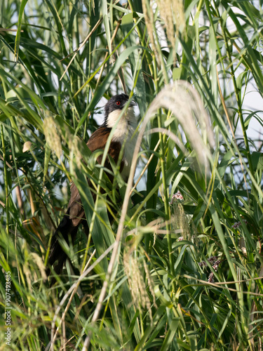 Jakobinerkuckuck (Clamator jacobinus) photo