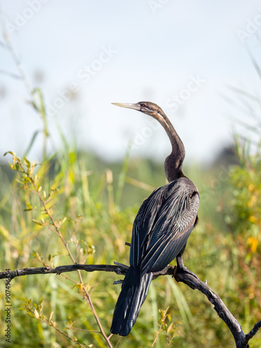 Afrika-Schlangenhalsvogel (Anhinga rufa) photo