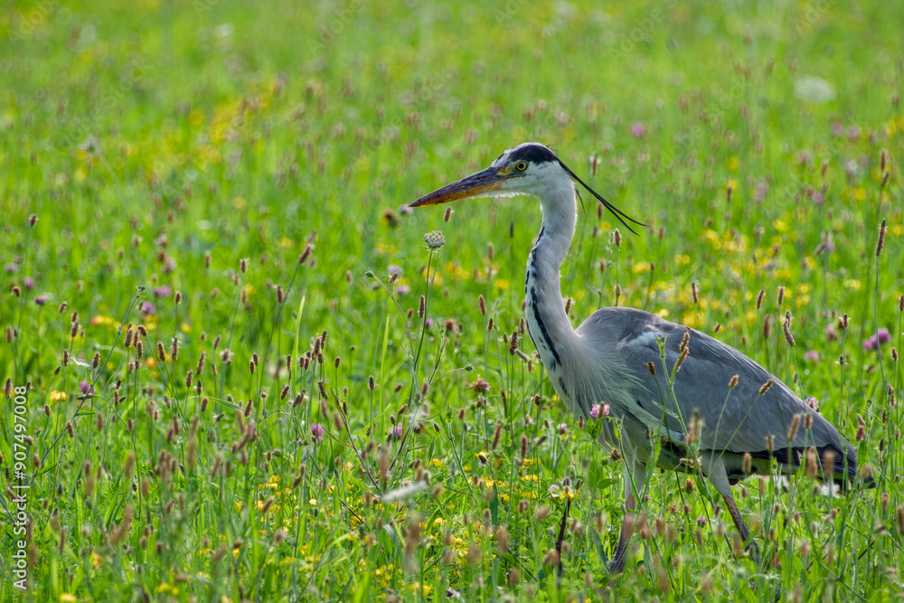 Fototapeta premium grey heron in the field on sunny summer evening close-up
