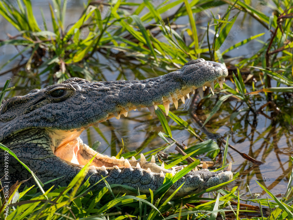 Naklejka premium Nilkrokodil (Crocodylus niloticus)