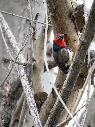 Halsband-Bartvogel (Lybius torquatus), auch Schwarznacken-Bartvogel photo