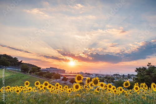 夕焼けの光芒とひまわり畑　埼玉県本庄市