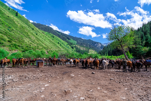 Lake Kaindy, Almaty, Kazakhstan. A large herd of horses tied in a camp against the backdrop of a beautiful mountain landscape under a blue sky with clouds