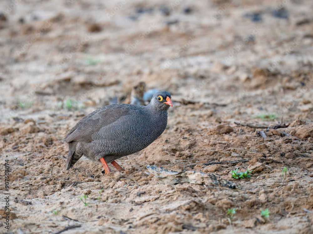 Obraz premium Rotschnabelfrankolin (Pternistis adspersus)