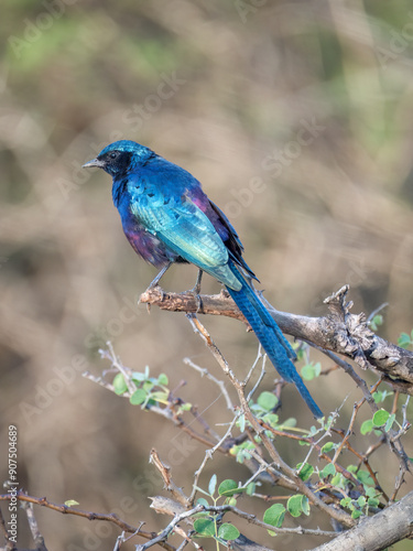 Mevesglanzstar (Lamprotornis mevesii) photo