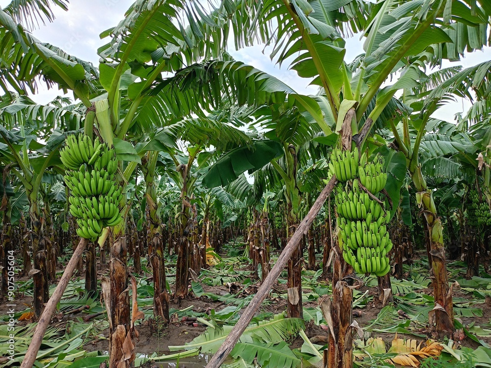 Fototapeta premium banana plantation