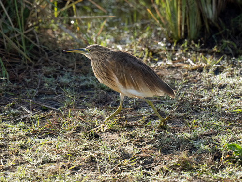 Rallenreiher (Ardeola ralloides) photo