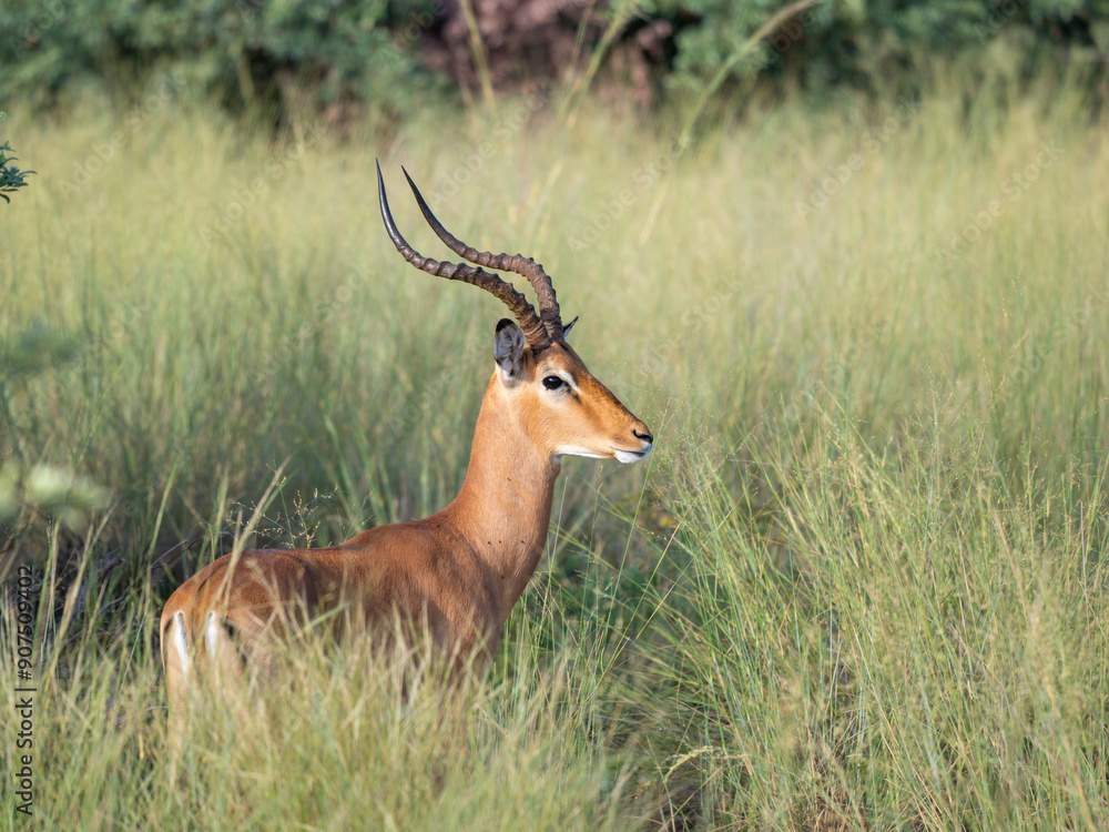 Schwarzfersenantilope oder Impala (Aepyceros melampus) Schwarzfersenantilope oder Impala (Aepyceros melampus)