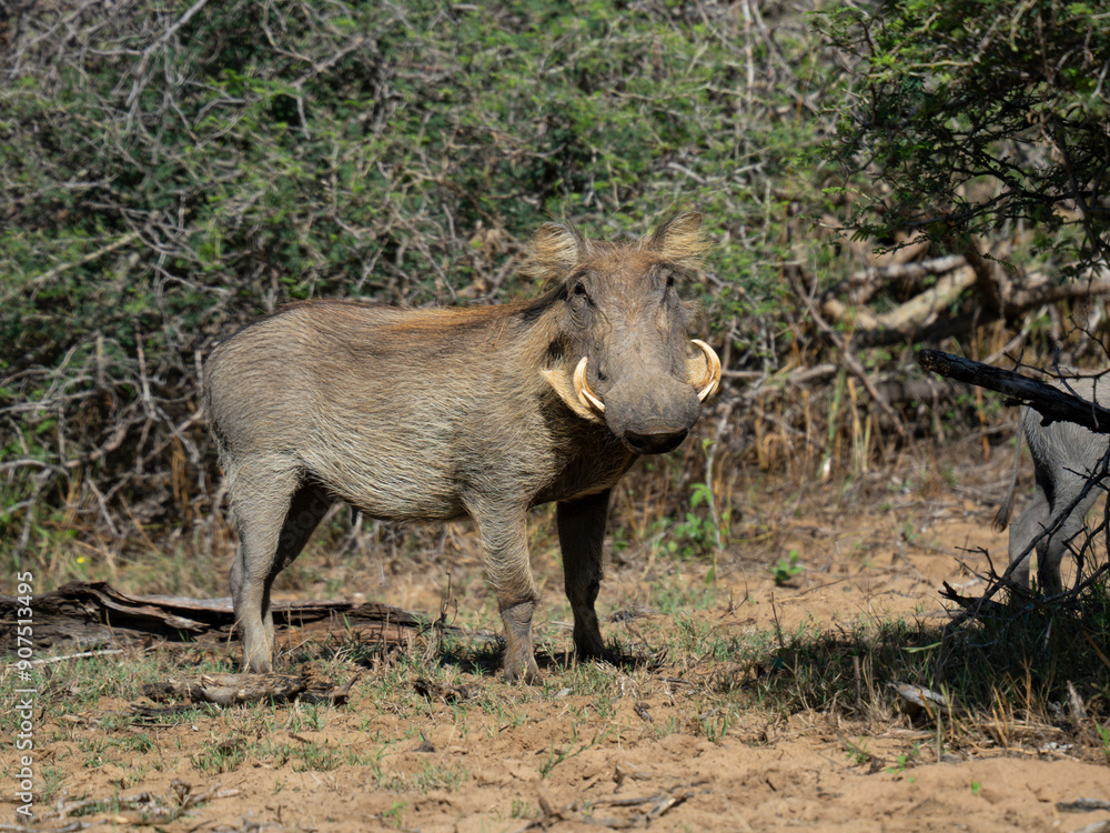 Fototapeta premium Warzenschwein (Phacochoerus africanus)