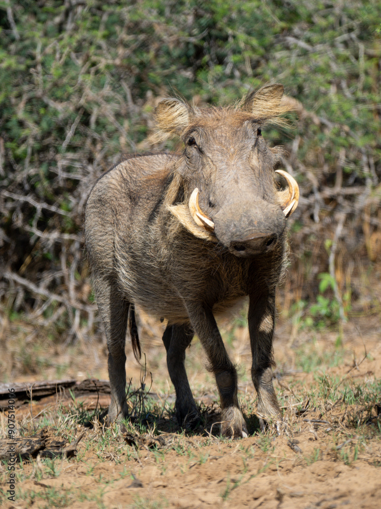 Warzenschwein (Phacochoerus africanus) Warzenschwein (Phacochoerus africanus)