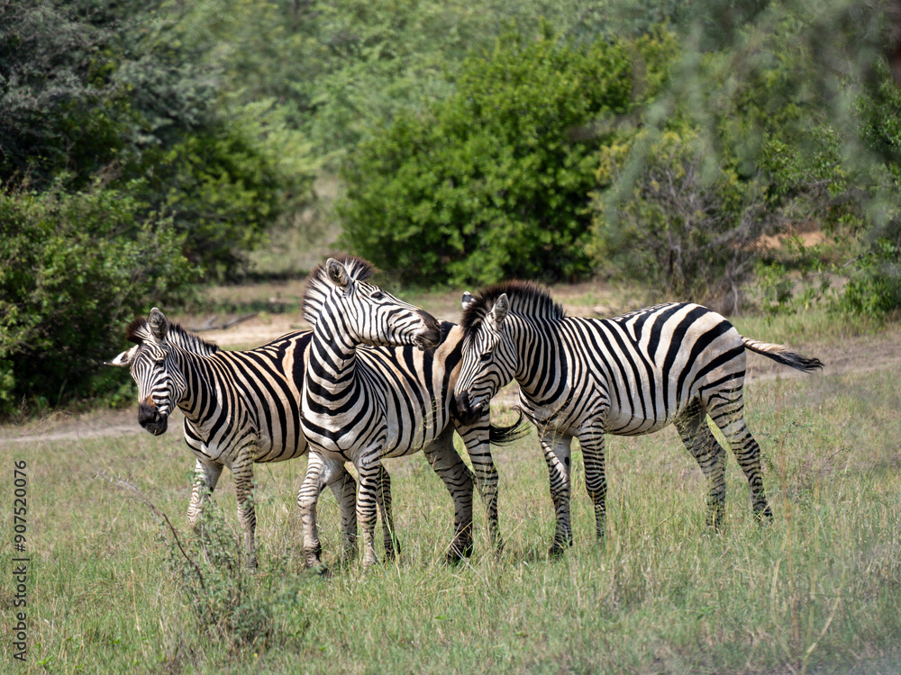 Obraz premium Steppenzebra (Equus quagga)