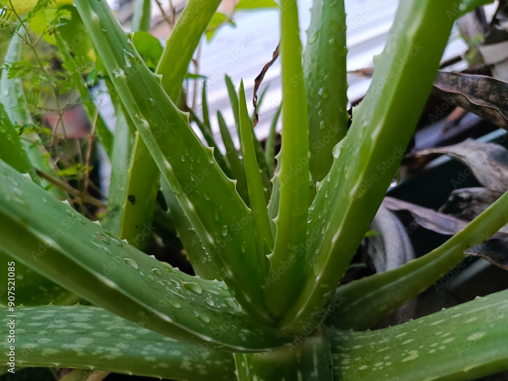 Obraz premium photo of aloe vera plant