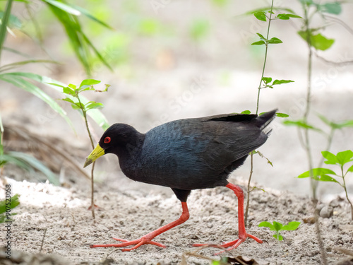 Schwarzkielralle (Zapornia flavirostra) photo