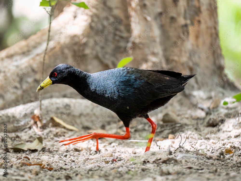Schwarzkielralle (Zapornia flavirostra) Schwarzkielralle (Zapornia flavirostra)