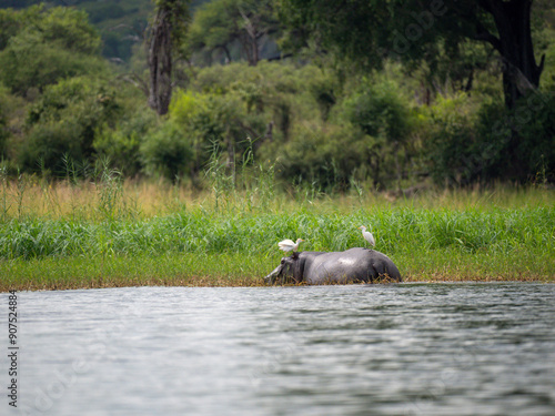 Kuhreiher auf Flußpferd photo