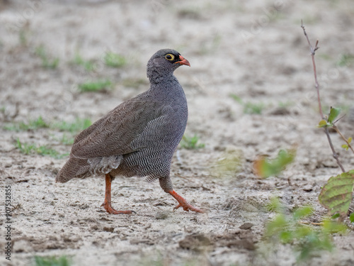 Rotschnabelfrankolin (Pternistis adspersus) photo