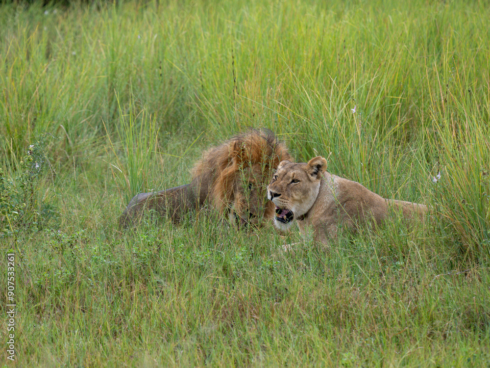 Fototapeta premium Löwe (Panthera leo)