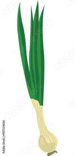 cebollin, cebollin chino, onion, Raw green spring onion
