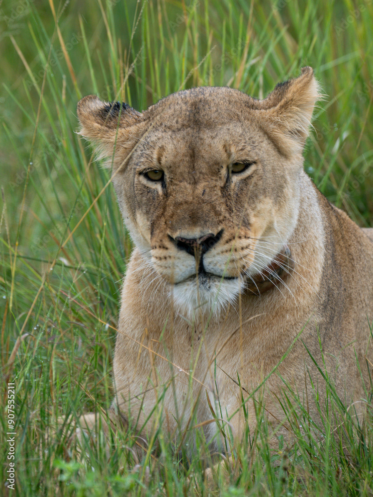 Löwe (Panthera leo) Löwe (Panthera leo)