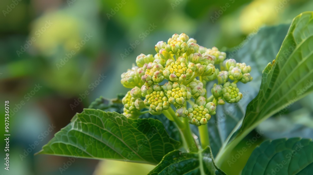 appearing like tiny clusters of hope amidst the greenery of the garden appearing like tiny clusters of hope amidst the greenery of the garden