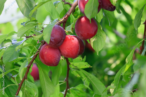 Ripe red plums from Gonohe, Aomori Prefecture