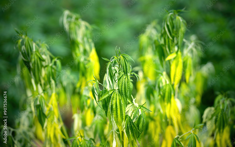 infected dry yellow cannabis plant leaf in close up shot. marijuana bad leaves from disease or bugs become wilted and dying. close up of organic weed production dying from illness change to yellow infected dry yellow cannabis plant leaf in close up shot. marijuana bad leaves from disease or bugs become wilted and dying. close up of organic weed production dying from illness change to yellow