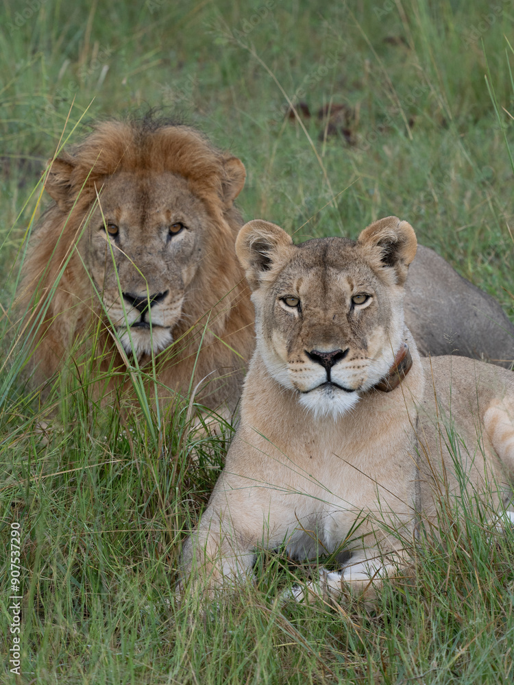 Löwe (Panthera leo) Löwe (Panthera leo)
