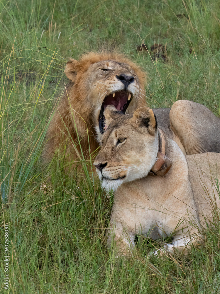 Naklejka premium Löwe (Panthera leo)