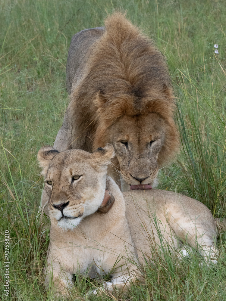 Obraz premium Löwe (Panthera leo)
