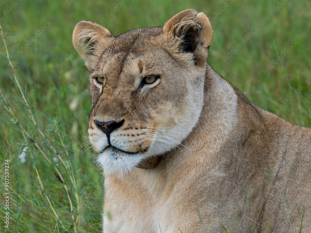 Fototapeta premium Löwe (Panthera leo)