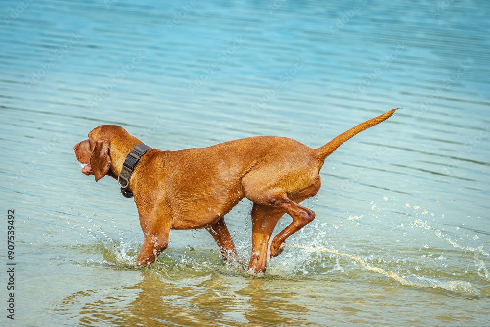 Ein Hund hat sehr viel Spaß beim rennen durch das Wasser eines Sees. Ein Hund hat sehr viel Spaß beim rennen durch das Wasser eines Sees.