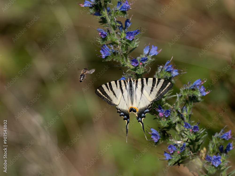 Segelfalter (Iphiclides podalirius) im Moseltal Segelfalter (Iphiclides podalirius) im Moseltal