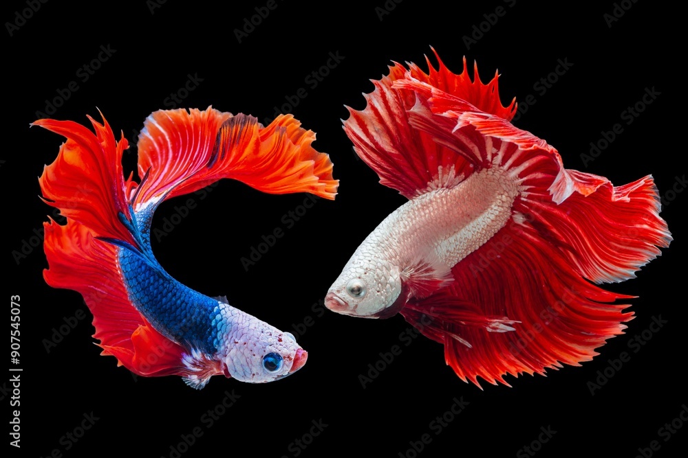 Siamese fighting fish dancing on a black background Siamese fighting fish dancing on a black background