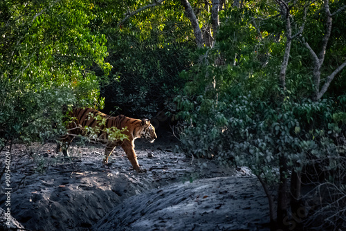 The majestic Royal Bengal Tiger strolling in the mangrove forest at Sundarban Tiger Reserve, West Bengal, India