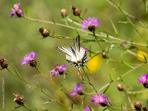 Segelfalter (Iphiclides podalirius) im Moseltal photo