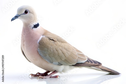 Pink-Necked Green Pigeon Isolated on White Background. photo