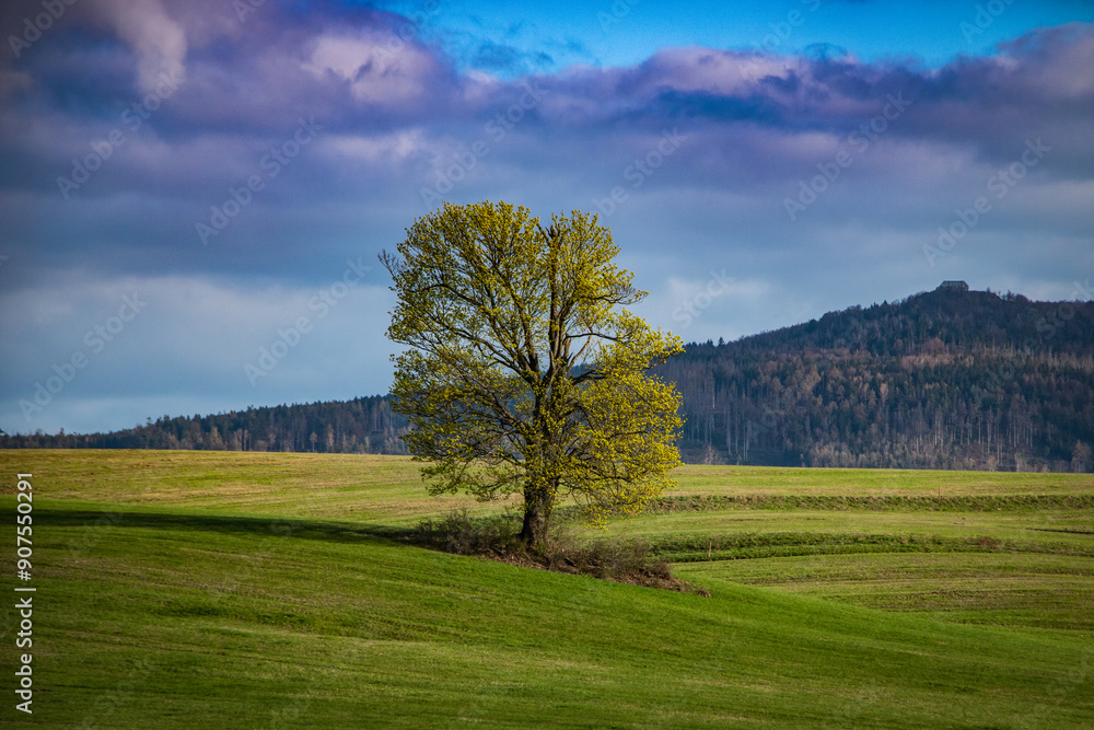 a lonely tree in the middle of a spring field a lonely tree in the middle of a spring field