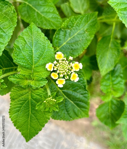 flower on green background