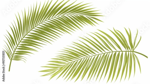 Two green palm leaves against a white background.